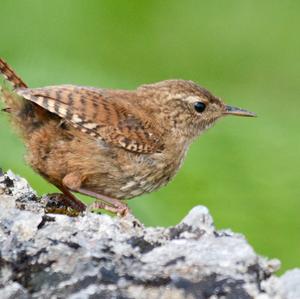 Winter Wren