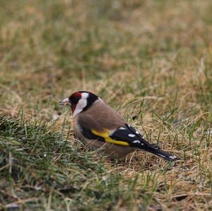 European Goldfinch