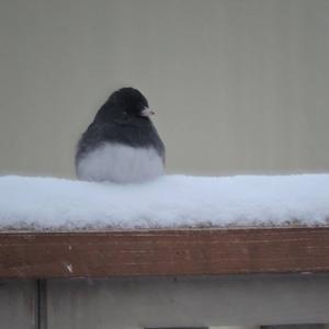 Dark-eyed Junco