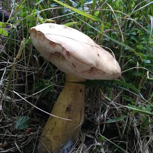 Bitter Bolete