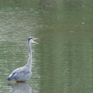 Grey Heron