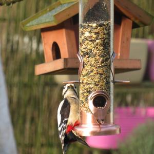 Great Spotted Woodpecker