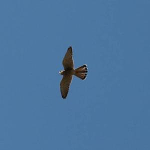 Common Kestrel