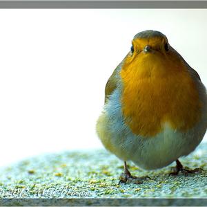 European Robin