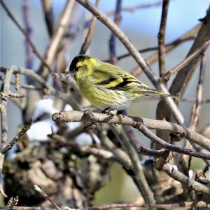 Eurasian Siskin