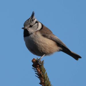 Crested Tit