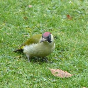 Eurasian Green Woodpecker