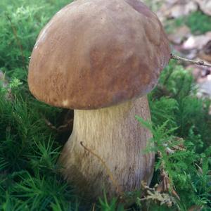 Summer Bolete