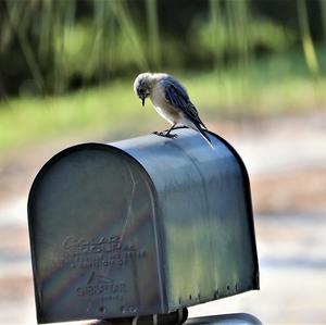 Eastern Bluebird