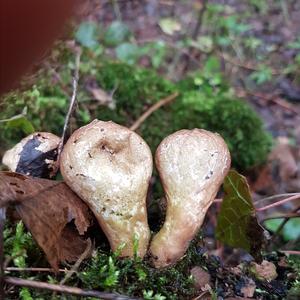 Stump Puffball