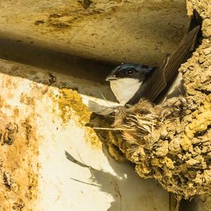 Northern House-martin