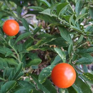 Jerusalem Cherry 