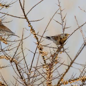 Fieldfare