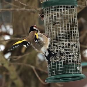 European Goldfinch