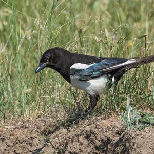 Black-billed Magpie