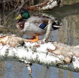 Mallard