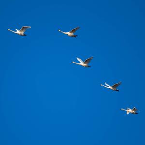 Whooper Swan