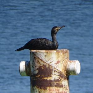 Great Cormorant