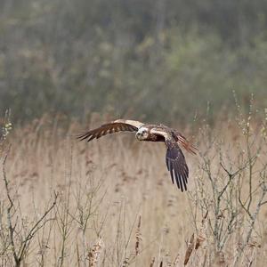 Western Marsh-harrier