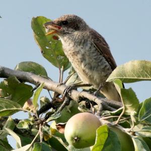 Red-backed Shrike