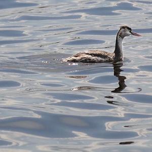 Great Crested Grebe