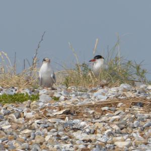 Common Tern