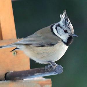 Crested Tit