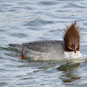 Gänsesäger