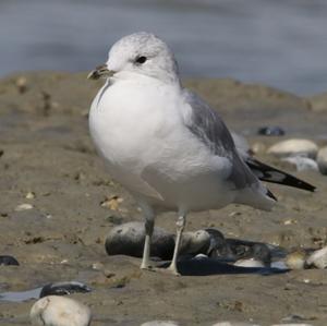 Herring Gull