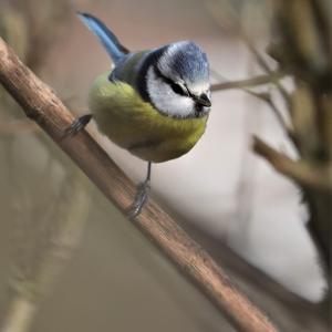 Blue Tit