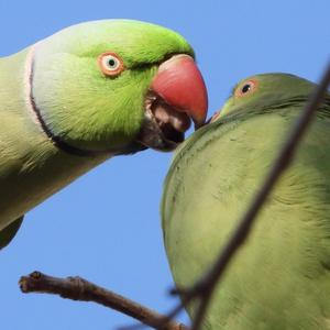 Rose-ringed Parakeet