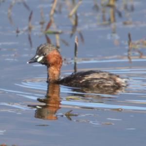 Little Grebe