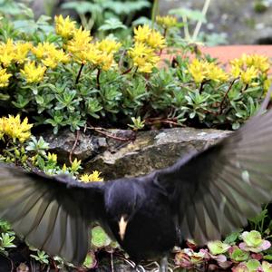 Eurasian Blackbird