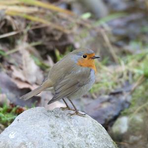 European Robin