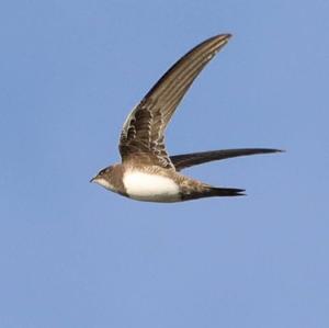 Alpine Swift