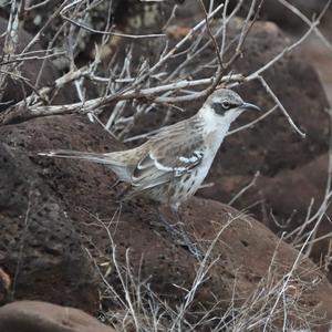 Galapagos Mockingbird