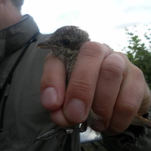 Red-backed Shrike