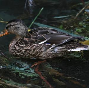 Mallard