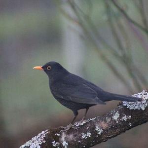 Eurasian Blackbird