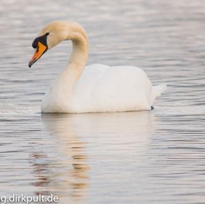 Mute Swan