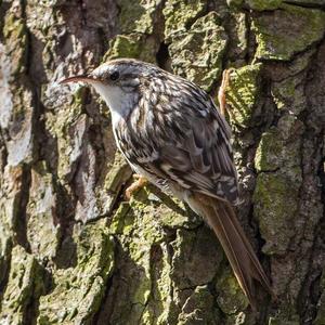 Short-toed Treecreeper