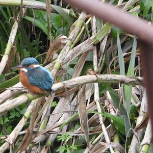 Common Kingfisher