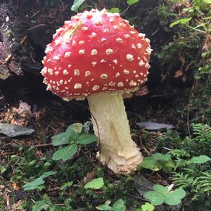 Fly Agaric