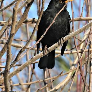 Eurasian Blackbird