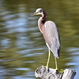 Tricoloured Heron