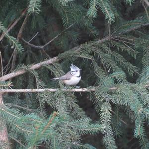 Crested Tit