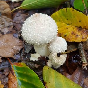 Gem-studded Puffball