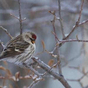 Common Redpoll