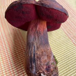 Dotted-stem Bolete