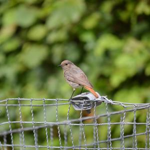 Black Redstart